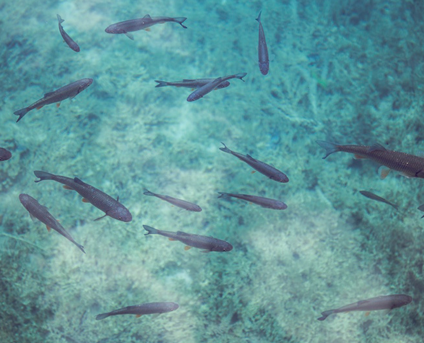 Aquaculture Seaweed