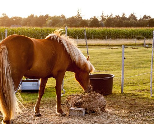 Equine and Camel Seaweed