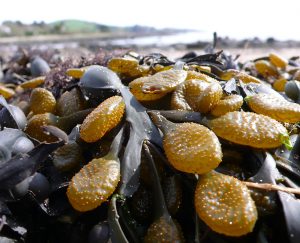 Plant Nutrition Seaweed